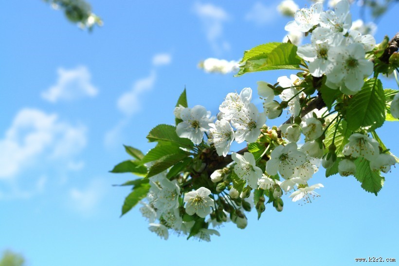 漂亮的白色樱花图片