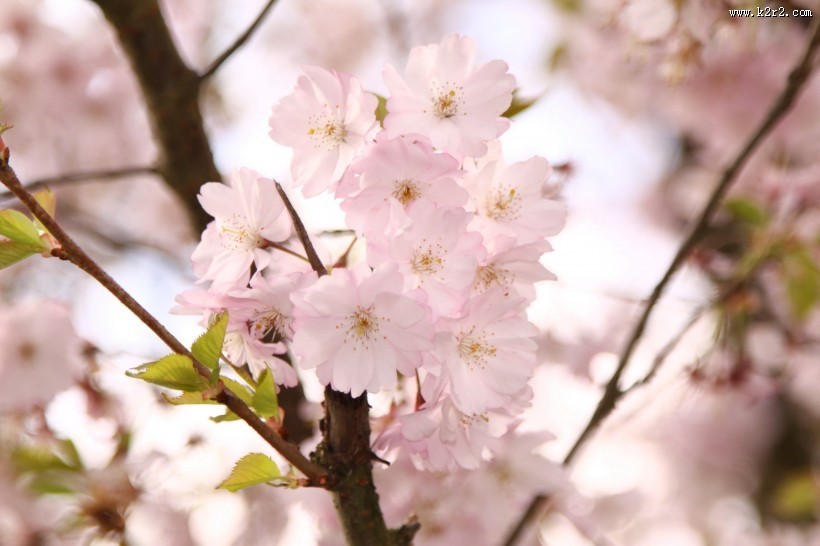 嫩嫩的粉色樱花图片
