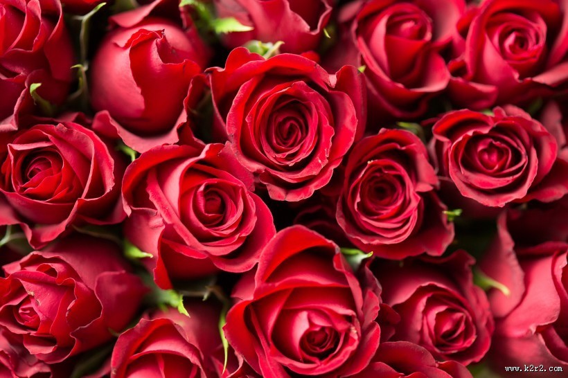 火红色的玫瑰花图片