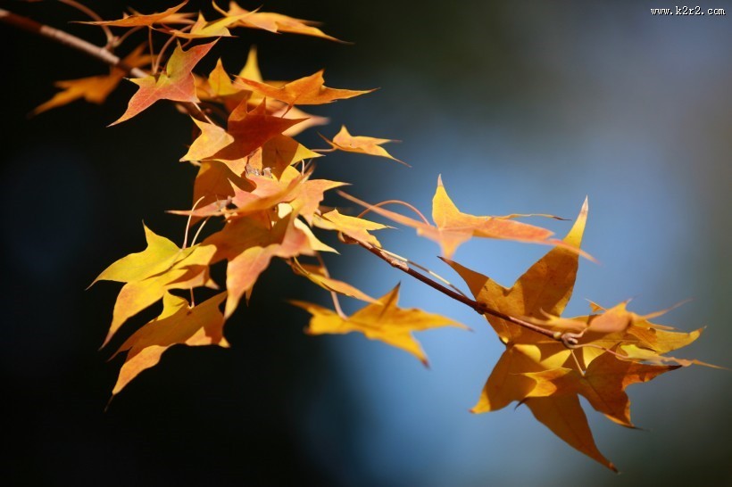 秋季凋零的叶子图片