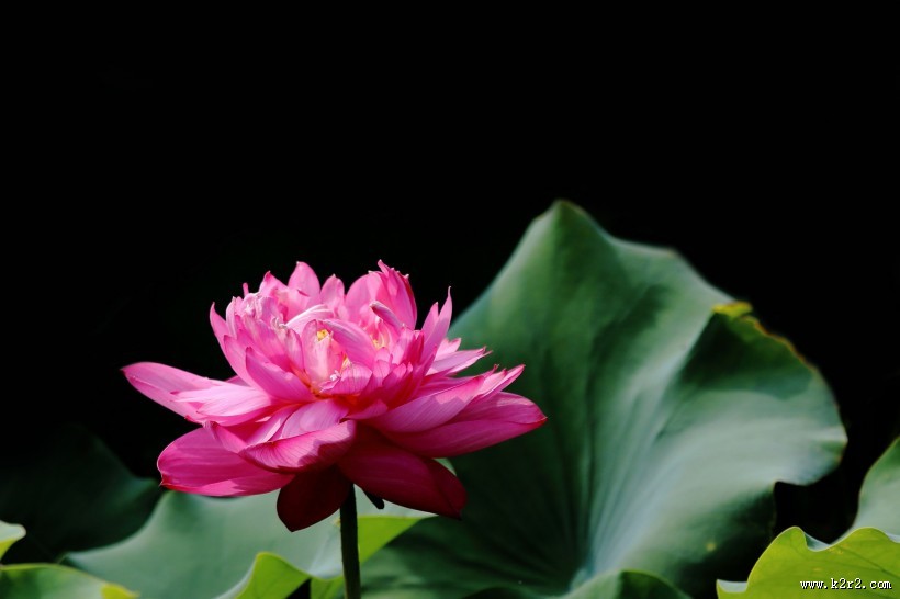 粉嫩娇艳的荷花图片