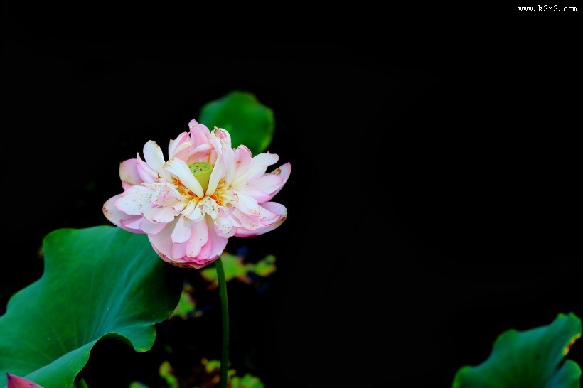 粉嫩娇艳的荷花图片