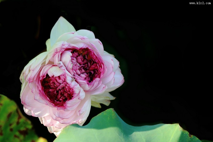 粉嫩娇艳的荷花图片