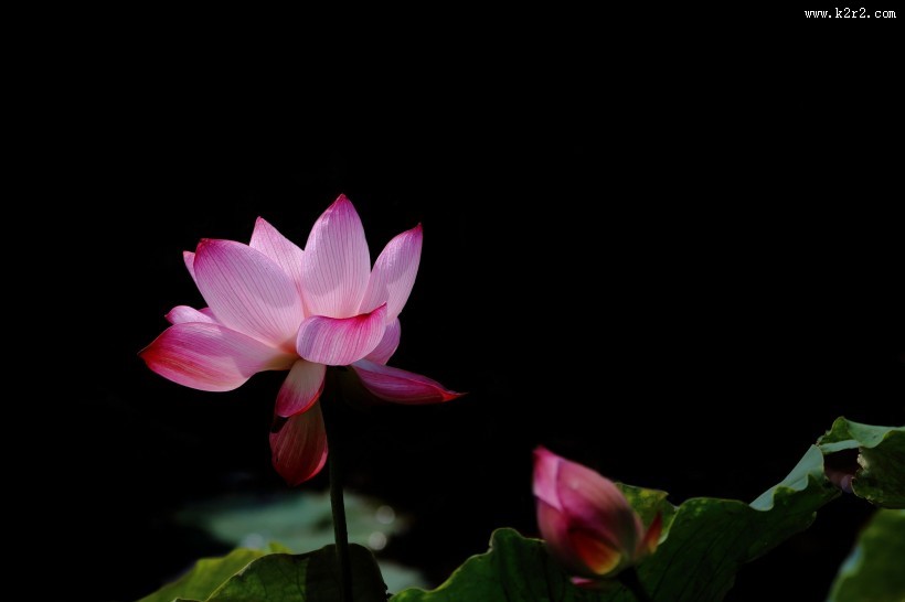 粉嫩娇艳的荷花图片