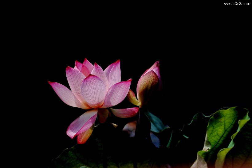 粉嫩娇艳的荷花图片