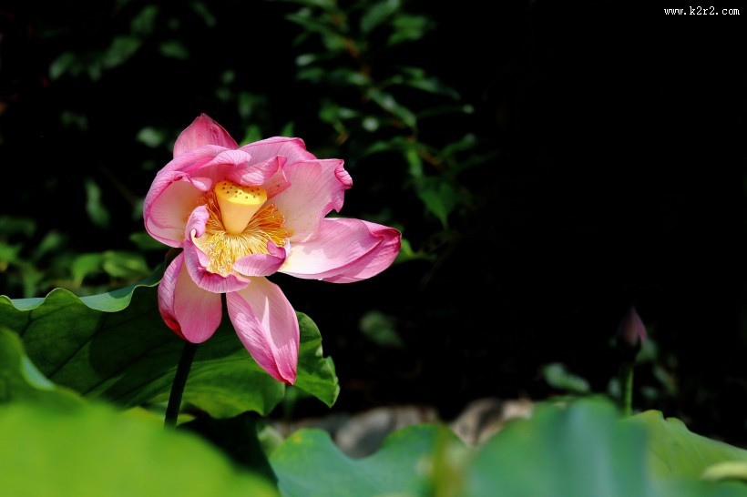 粉嫩娇艳的荷花图片