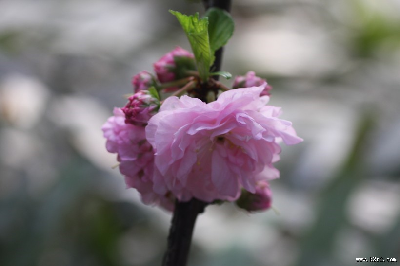 粉色郁李花图片大全