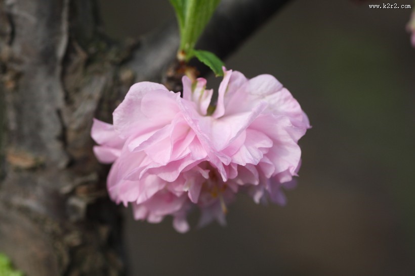 粉色郁李花图片大全