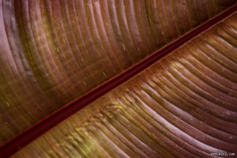 棕榈树叶子图片大全