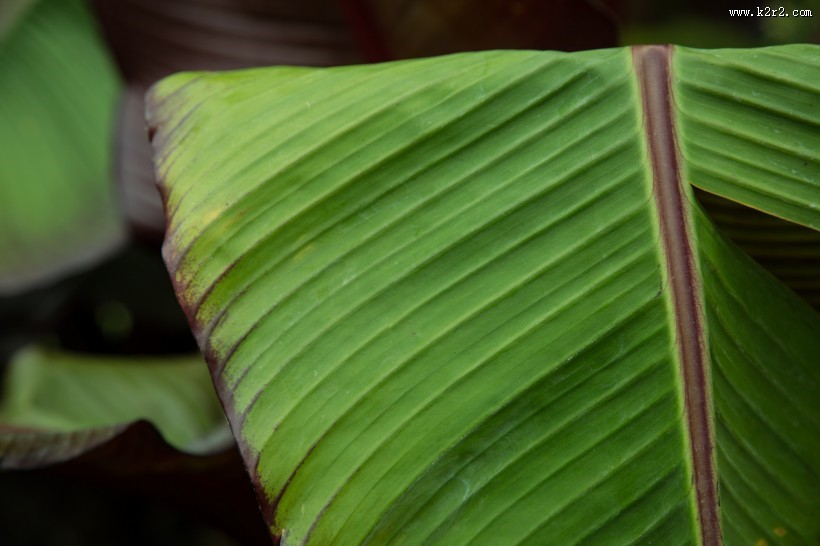 棕榈树叶子图片大全