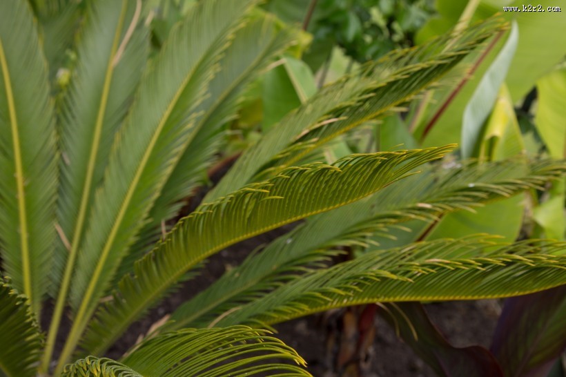 棕榈树叶子图片大全