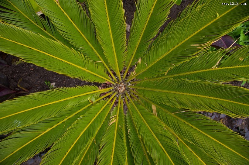 棕榈树叶子图片大全