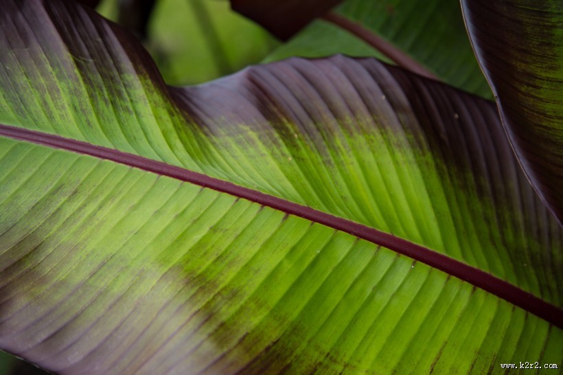 棕榈树叶子图片大全