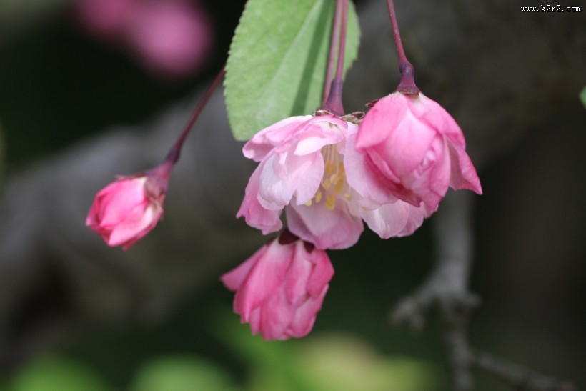 粉色垂丝海棠图片