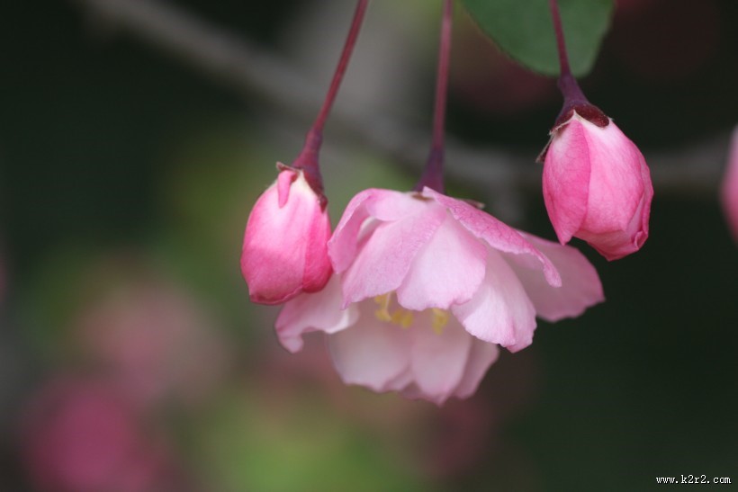 粉色垂丝海棠图片