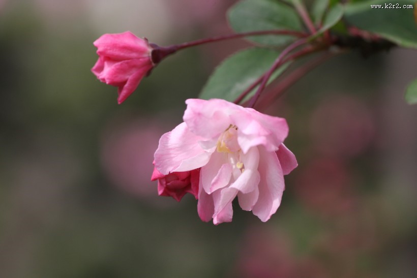 粉色垂丝海棠图片