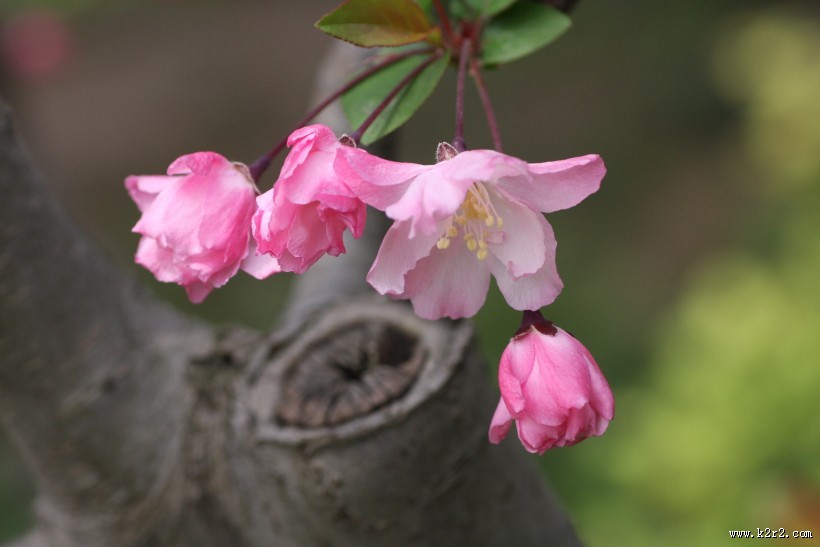 粉色垂丝海棠图片