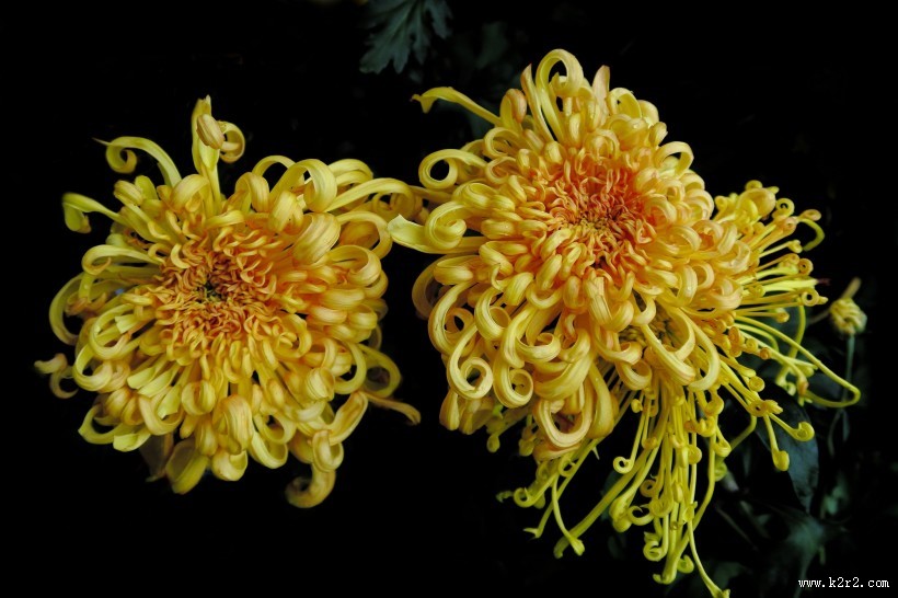 秋日热烈绽放的菊花图片大全