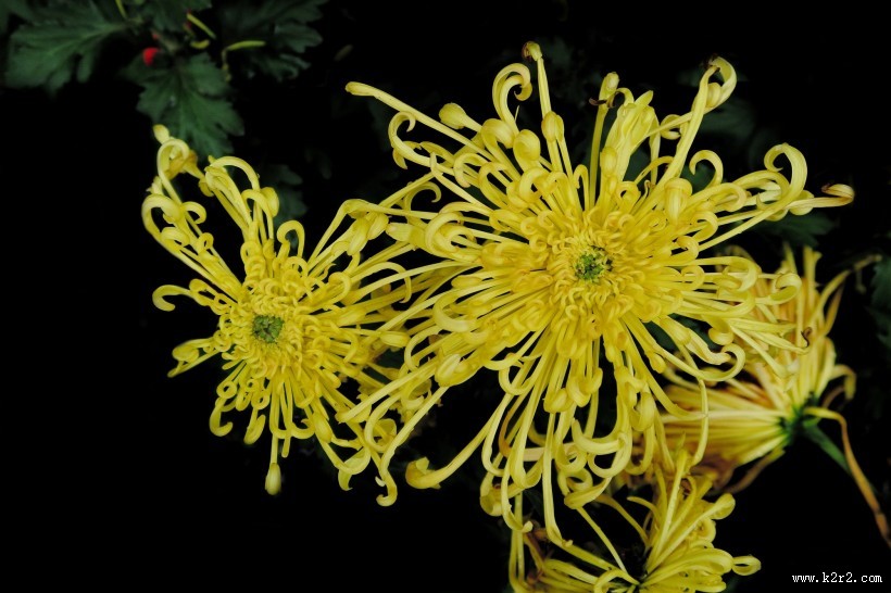 秋日热烈绽放的菊花图片大全