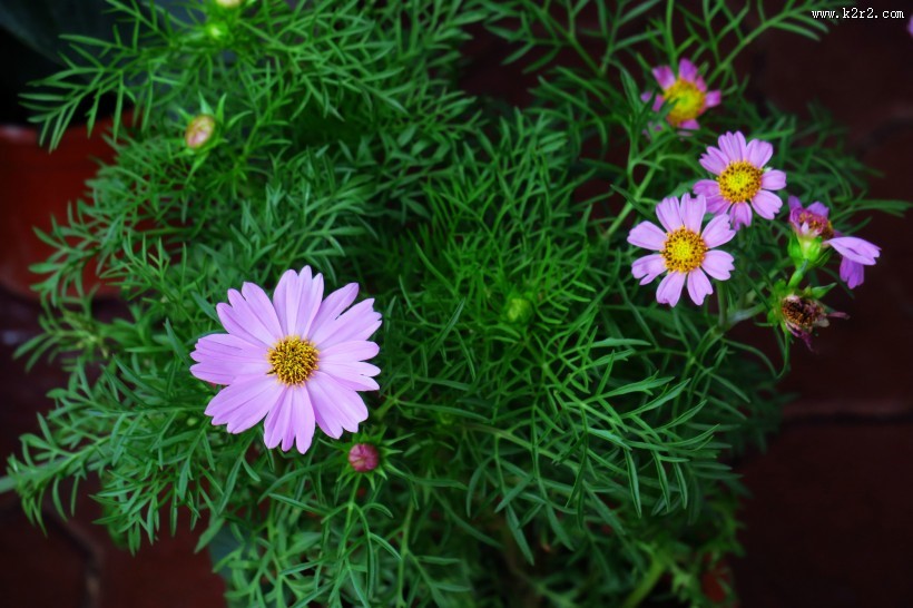 淡紫色波斯菊图片