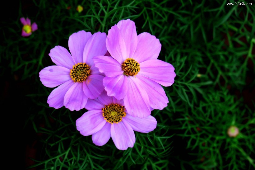 淡紫色波斯菊图片