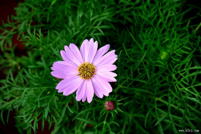 淡紫色波斯菊图片