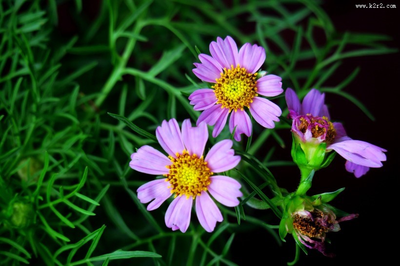 淡紫色波斯菊图片