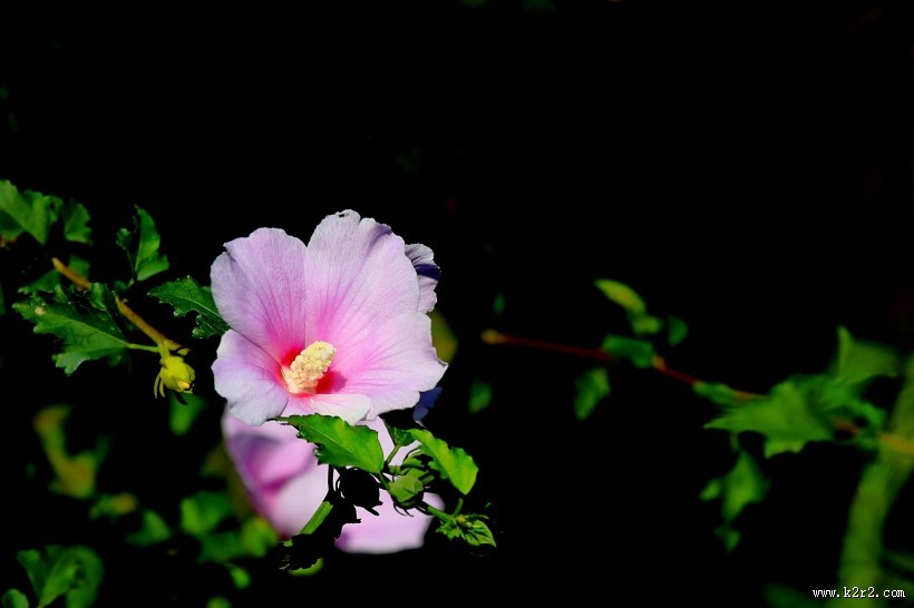 淡紫色木槿花图片大全