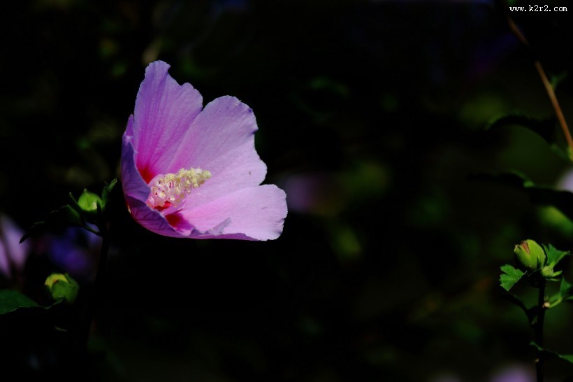 淡紫色木槿花图片大全