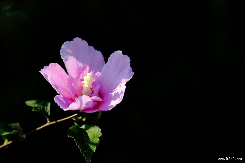 淡紫色木槿花图片大全