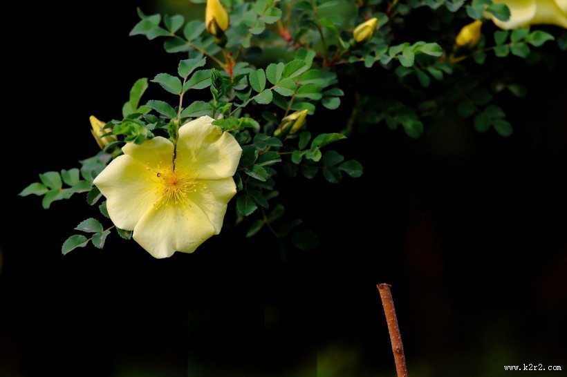 黄刺玫图片大全