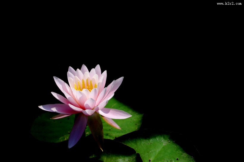 端庄大气睡莲图片