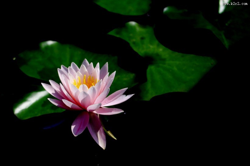 端庄大气睡莲图片