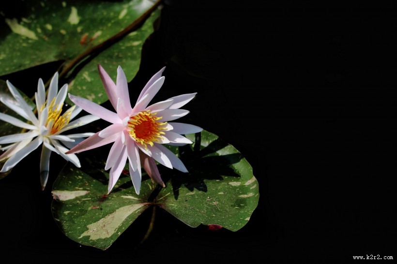 端庄大气睡莲图片