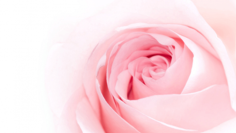 爱情之花粉色玫瑰图片