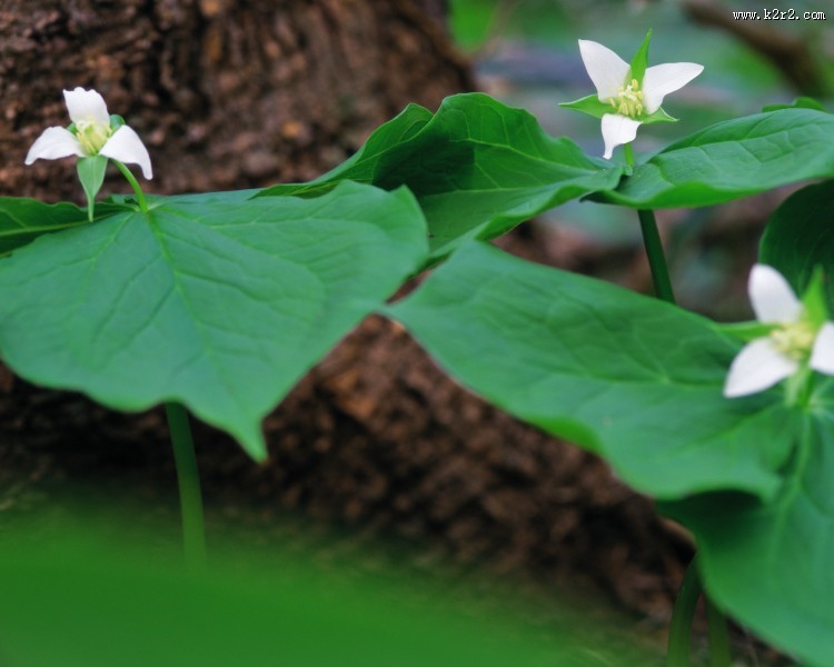 漂亮的白色野花图片大全