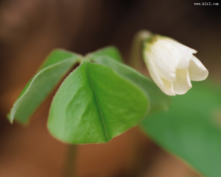 漂亮的白色野花图片大全