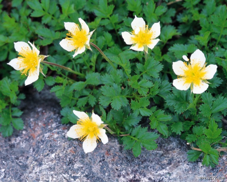 漂亮的白色野花图片大全