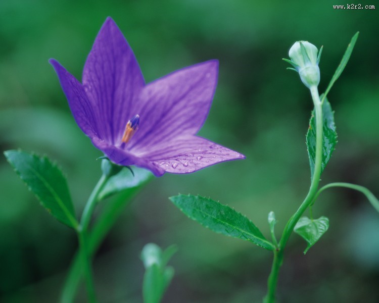 迷人的紫色野花图片