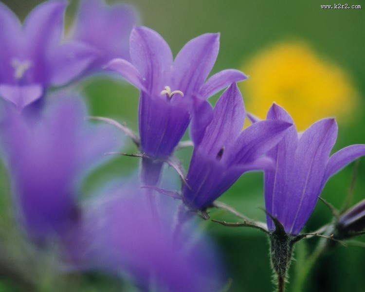 迷人的紫色野花图片