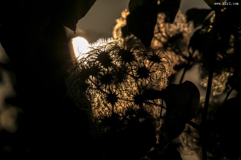 藤本花卉皇后之铁线莲图片