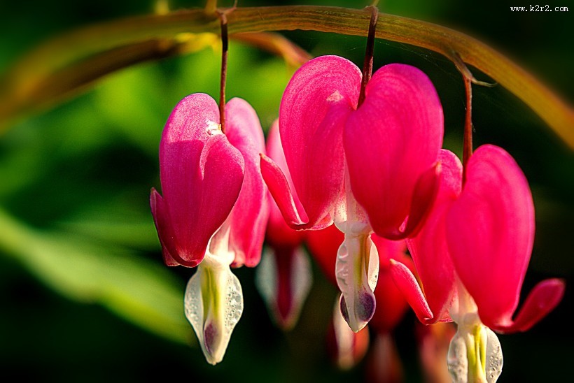 浪漫的荷包牡丹图片大全