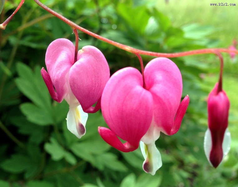 浪漫的荷包牡丹图片大全