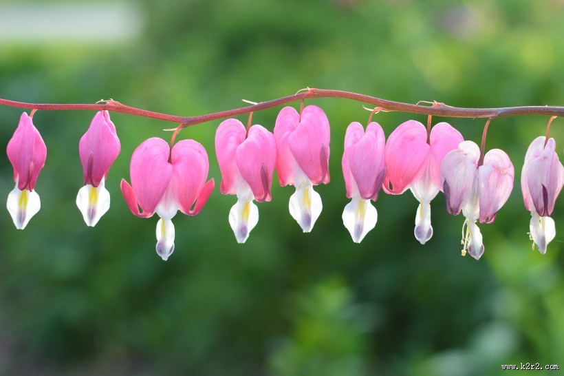 浪漫的荷包牡丹图片大全