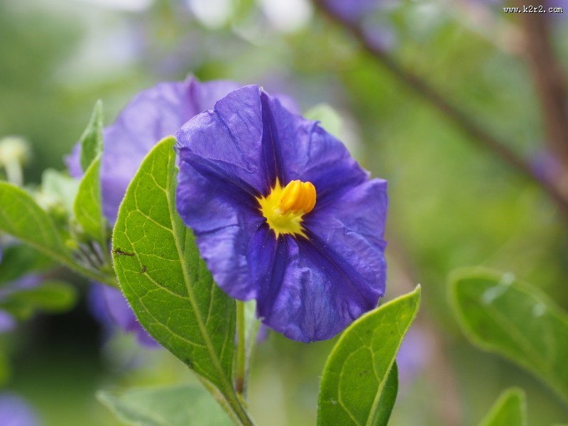蓝紫色的龙胆花图片大全
