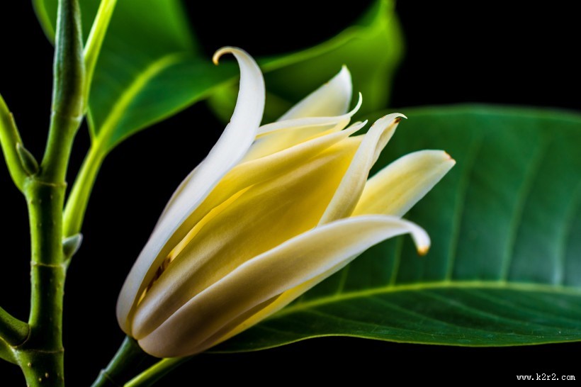 著名的观赏花卉黄兰图片大全