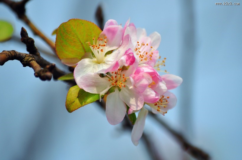粉色海棠花图片