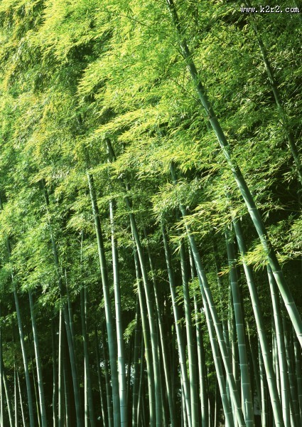 夏日的竹林图片