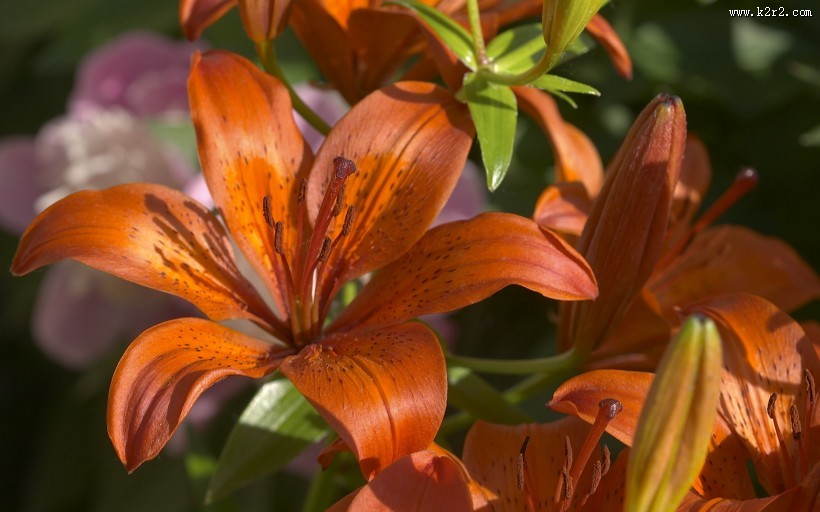 婀娜多姿的鲜花图片大全