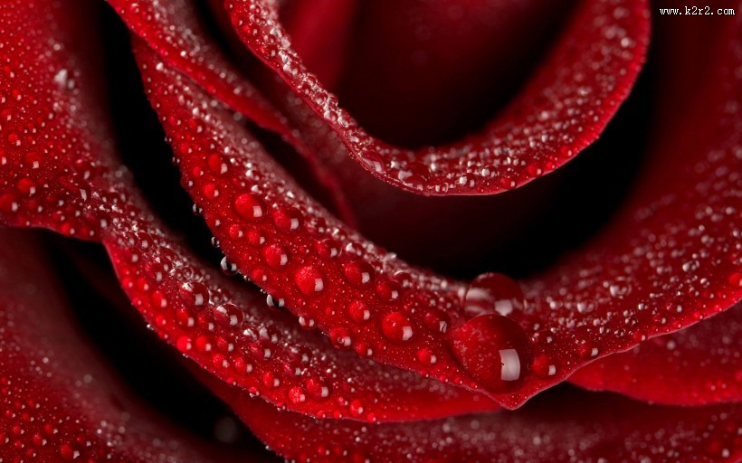 鲜艳欲滴的玫瑰图片